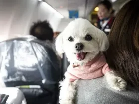 Nova decisão reprime animais de apoio emocional em aviões