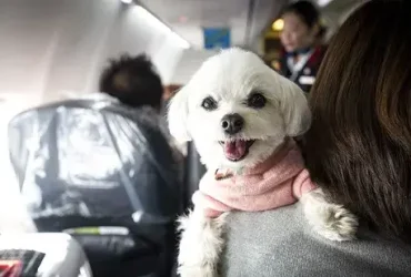 Nova decisão reprime animais de apoio emocional em aviões 2 Nova decisão reprime animais de apoio emocional em aviões