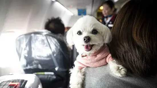 Nova decisão reprime animais de apoio emocional em aviões