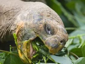 O que as tartarugas comem? 7 O que as tartarugas comem