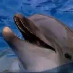 O que é aquaponia