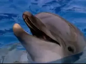 O que é aquaponia