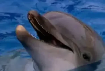 O que é aquaponia? 1 O que é aquaponia