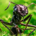Os 20 quatrilhões de formigas da Terra