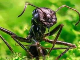 Os 20 quatrilhões de formigas da Terra