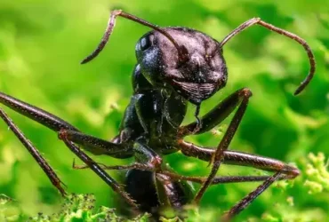Os 20 quatrilhões de formigas da Terra superam todas as aves e mamíferos selvagens, combinados 4 Os 20 quatrilhões de formigas da Terra