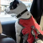 Os cães também precisam usar cintos de segurança