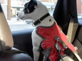 Os cães também precisam usar cintos de segurança