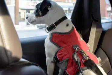 Os cães também precisam usar cintos de segurança. Aqui está o porquê 4 Os cães também precisam usar cintos de segurança