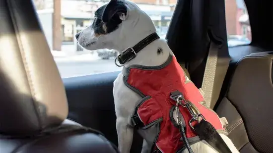 Os cães também precisam usar cintos de segurança