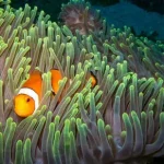 Os peixes dormem