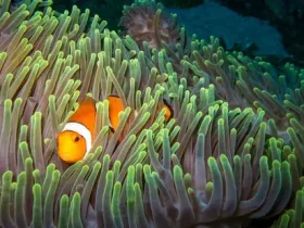 Os peixes dormem