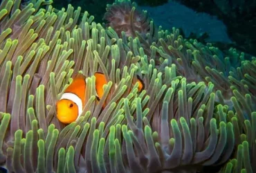 Os peixes dormem? 6 Os peixes dormem