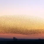 Os segredos e a ciência por trás dos murmúrio