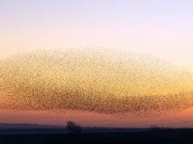 Os segredos e a ciência por trás dos murmúrios de Starling 4 Os segredos e a ciência por trás dos murmúrio