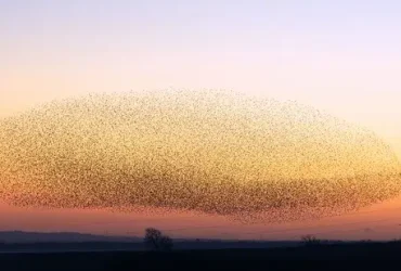Os segredos e a ciência por trás dos murmúrio