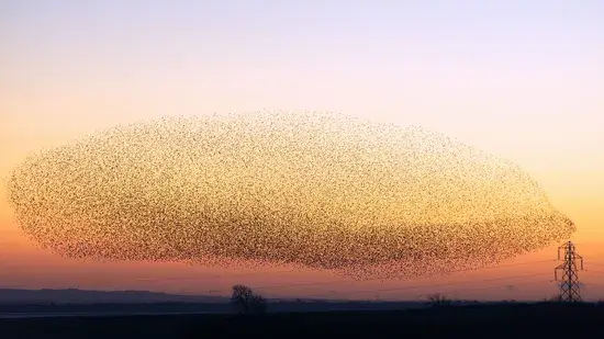 Os segredos e a ciência por trás dos murmúrio