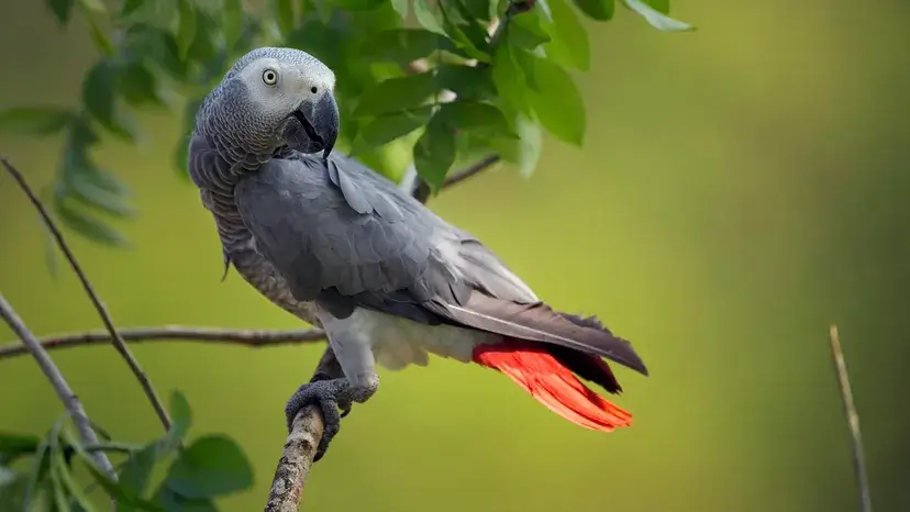 Papagaios Cinzentos Africanos