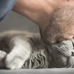 Piscar lentamente para o seu gato realmente une vocês dois