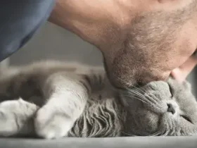 Piscar lentamente para o seu gato realmente une vocês dois