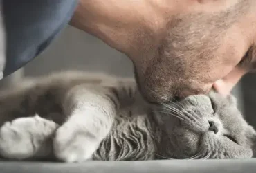 Piscar lentamente para o seu gato realmente une vocês dois - experimente! 7 Piscar lentamente para o seu gato realmente une vocês dois