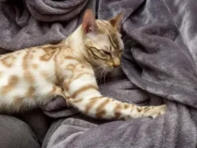 Por que os gatos amassam