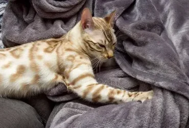 Por que os gatos amassam? 1 Por que os gatos amassam