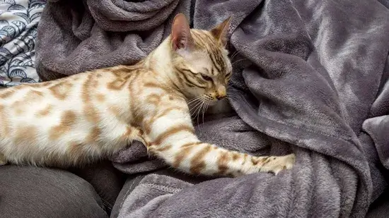 Por que os gatos amassam