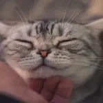 Por que os gatos ronronam
