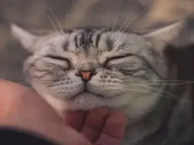 Por que os gatos ronronam