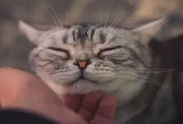 Por que os gatos ronronam? Felicidade não é a única razão 3 Por que os gatos ronronam