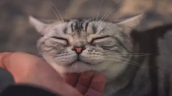 Por que os gatos ronronam