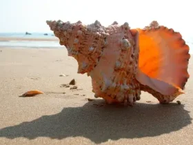 Por que você consegue ouvir o oceano