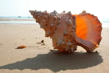 Por que você consegue ouvir o oceano