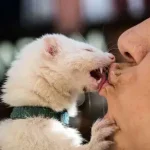Posso beijar seus animais de estimação na boca