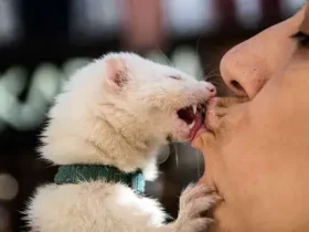 Posso beijar seus animais de estimação na boca