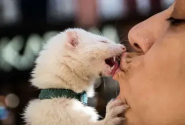 Posso beijar seus animais de estimação na boca? 8 Posso beijar seus animais de estimação na boca