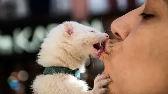 Posso beijar seus animais de estimação na boca