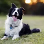 Quais são os animais de estimação e animais mais inteligentes do mundo