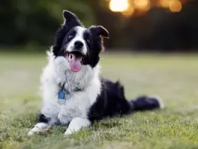 Quais são os animais de estimação e animais mais inteligentes do mundo