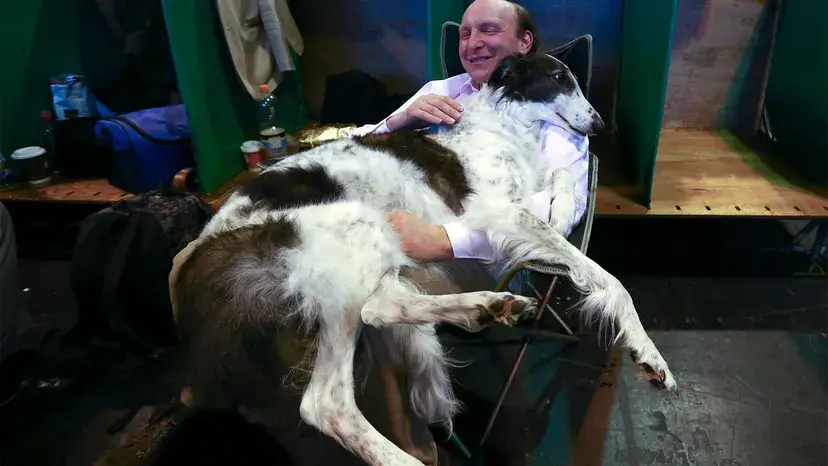 Qual é a aparência de um Borzoi