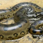Qual é a maior cobra do mundo