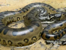 Qual é a maior cobra do mundo