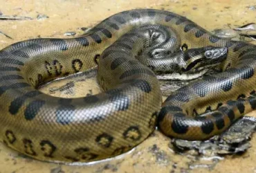 Qual é a maior cobra do mundo