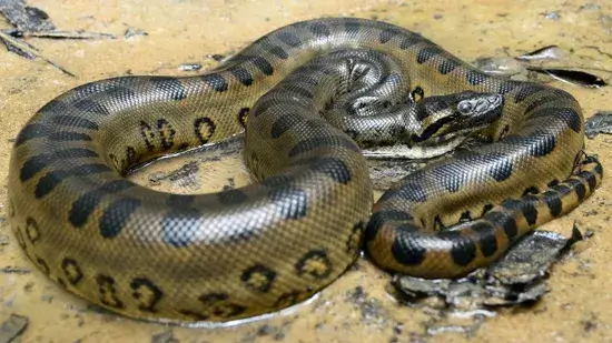 Qual é a maior cobra do mundo