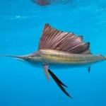 Sailfish
