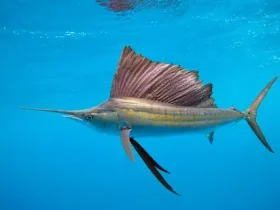 Sailfish