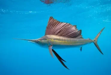 Sailfish são predadores oceânicos super-rápidos, impressionantes e inteligentes 1 Sailfish