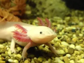 Salamandra mexicana pode ser a chave para a regeneração da medula espinhal em humanos 5 Salamandra mexicana