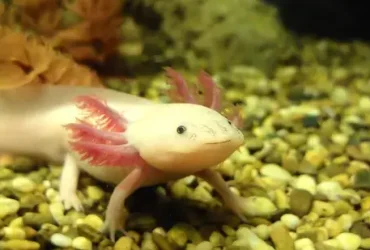 Salamandra mexicana pode ser a chave para a regeneração da medula espinhal em humanos 8 Salamandra mexicana